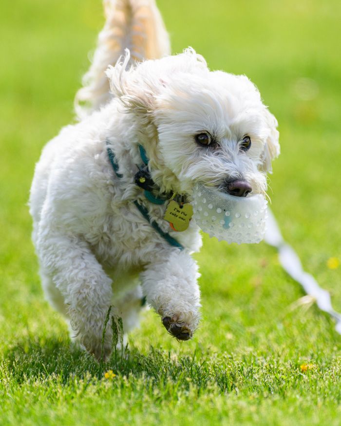A lively white dog runs on grass with a ball in its mouth, enjoying a sunny day.